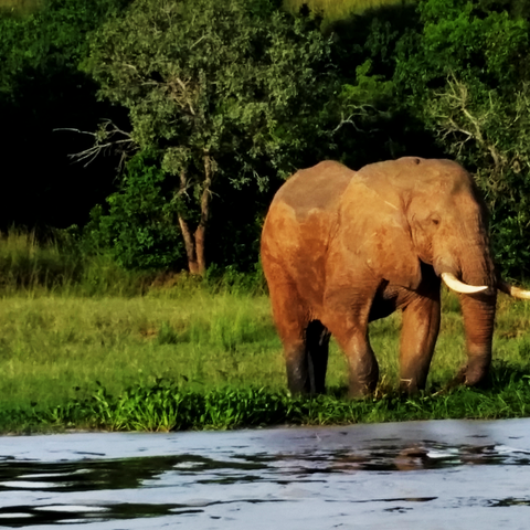 Elephant drinking at Uganda Falls. Image by Milind Tambe during field research in Uganda