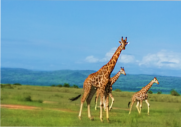Wild giraffes in Uganda